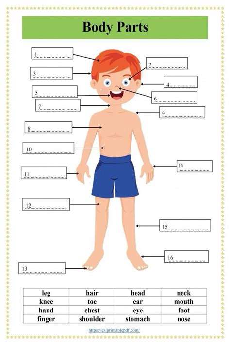 mga bahagi ng katawanparts   body worksheets artofit