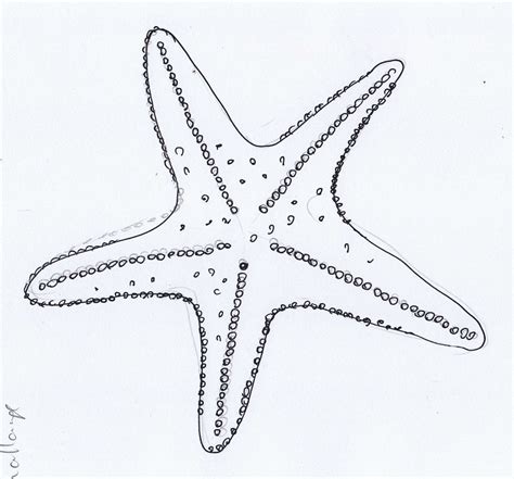 Starfish Drawing - ClipArt Best