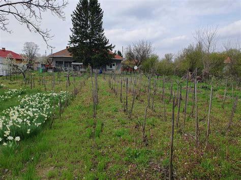 Casa Si Teren 2000 Mp In Budesti Calarasi Budesti OLX Ro