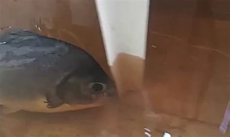 Morador de Cáceres flagra Pacu nadando dentro de cozinha após ter casa