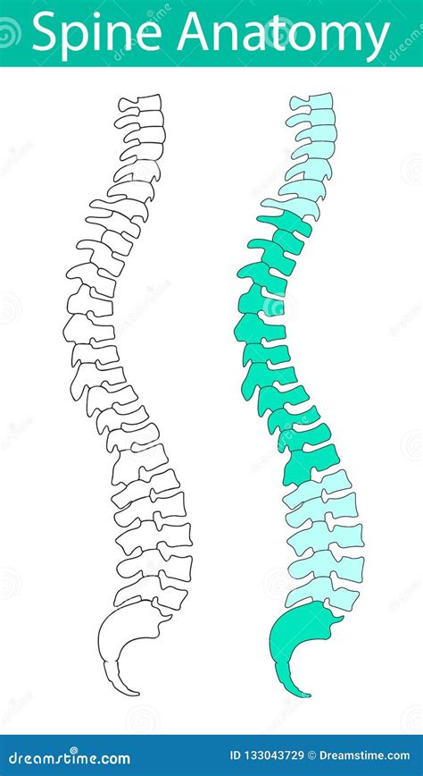 Ilustração Humana Do Vetor Da Anatomia Da Espinha Ilustração do Vetor