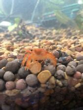 Mexican Dwarf Crayfish Buy Bright Orange Crayfish For Sale Cpo