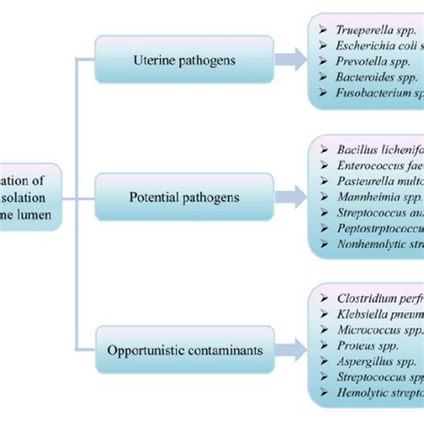 Chart For Subclinical And Clinical Endometritis And Its Risk Agents