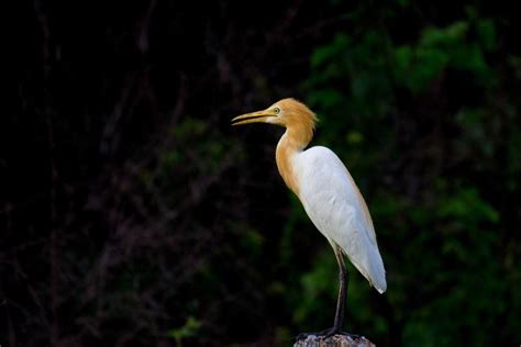 Types Of Egrets In Hawaii Pictures Hawaii Bird Guide