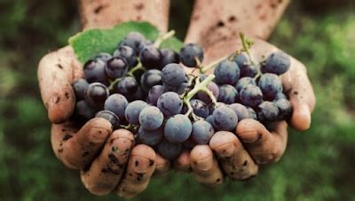 BioBloggando Vino biodinamico che cosè e quali sono le differenze