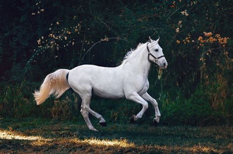 Colt Horse Pictures | Download Free Images on Unsplash