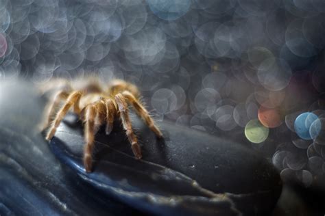 Konata Hentai Big Breasted Butterfly Sex Pictures Pass