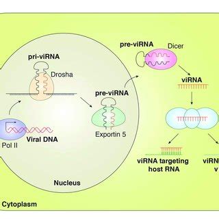 Canonical Viral MiRNAs Are Transcribed As Pri V MiRNAs From The