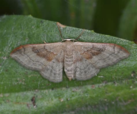 Idaea Degeneraria Geometridae Butterflies Of Crete