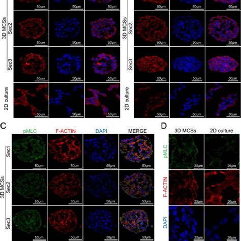 Serial Section Fluorescence Imaging Of T Multicellular Spheroid