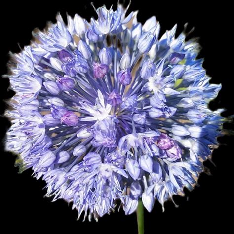 Allium Caeruleum Stk Dr Blomster