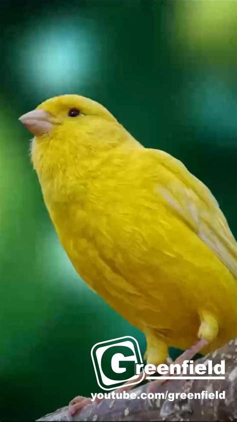 Canary Singing Sound And Call | Best Canary Singing [Video] | Funny ...