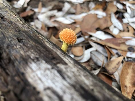 Golden Scruffy Collybia From Bundjalung National Park Esk Nsw Au On