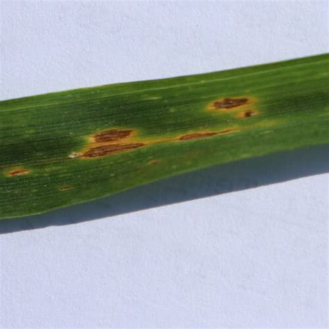 Septoria Leaf Spot In Wheat Syngenta Canada