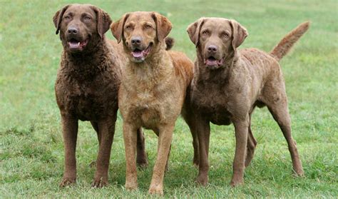 Chesapeake Bay Retriever Dog Breed Information