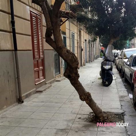 Alberi Pericolanti In Via Pacini Il Comune Dovrebbe Intervenire