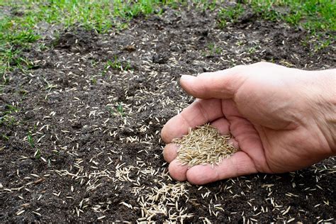 Winter Grass Seed Why Planting Grass Seed In The Winter Works