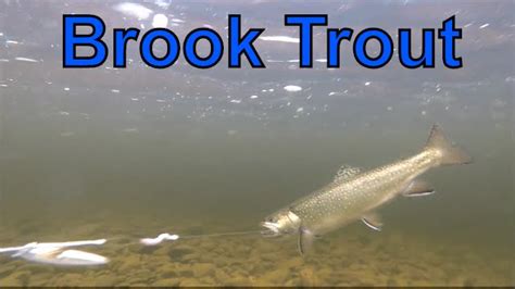 Brook Trout Fishing New Brunswick Canada 2016 Underwater Views YouTube