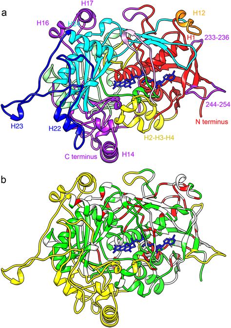 Model Of The AOX Monomer A Structural Domains The Domain Assignment