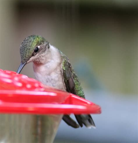 Ruby Throated Hummingbird-female Free Photo Download | FreeImages