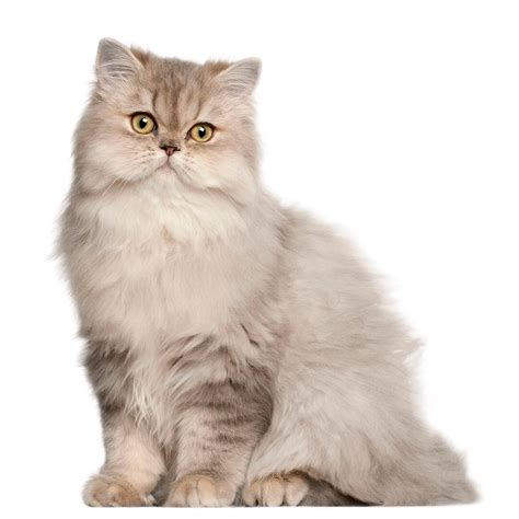 cat    cat breed selector tool purina
