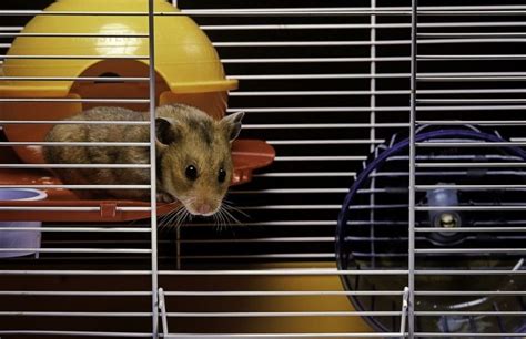 The 6 Best Syrian Hamster Cages 2020 (Product Review & Buying Guide)