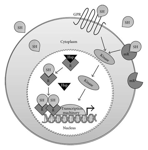 Mechanisms Of Action Of Sex Steroid Hormones A Schematic The Best