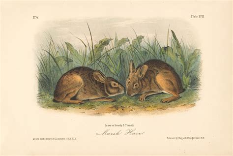 Audubon Bowen Octavo Pl Marsh Hare Quadruped Octavo Edition