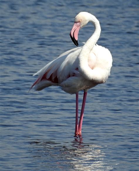 BIRDWALKERMONDAY 31 5 2017 MARJAL DE MOROS VALENCIA GREATER