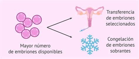 Transferencia De Embriones En D A