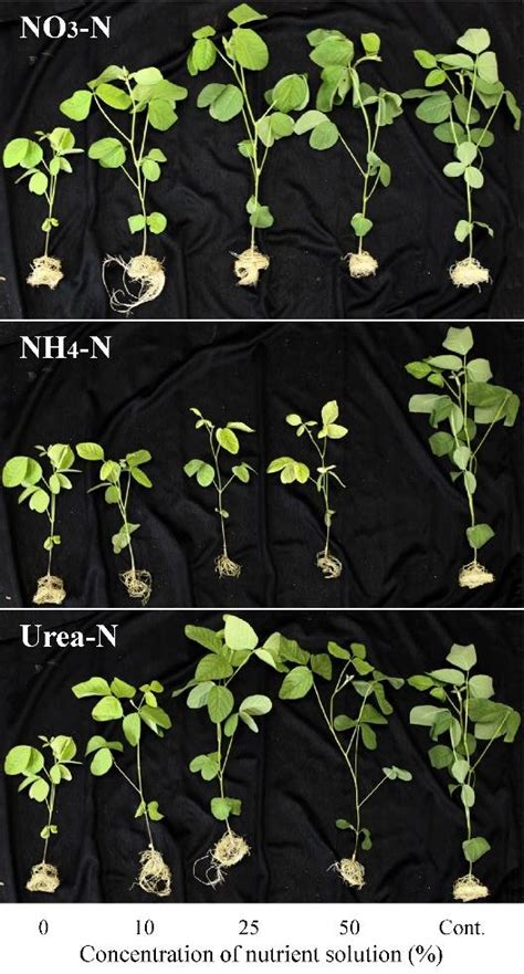 Differences In The Shoots And Roots Of Inoculated Soybean Plants