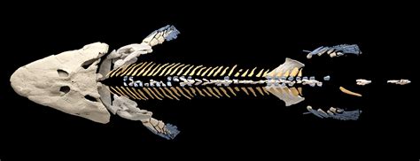 Tiktaalik Fossil Discovery Reveals How Fish First Walked Onto Land