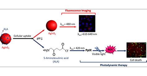 One Step Aqueous Synthesis Of Anionic And Cationic Agins2 Quantum Dots And Their Utility In