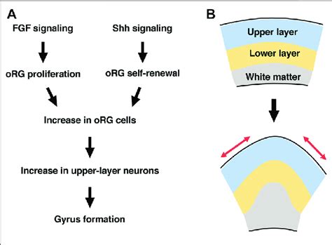 | A hypothesis about mechanisms underlying cortical folding. (A) FGF... | Download Scientific ...