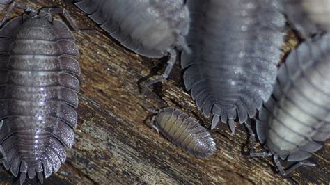 Baby Isopods - Insights to succesful isopod keeping