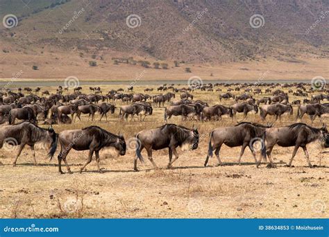 Wild Beest Migration In Tanzania Stock Image Image Of Area