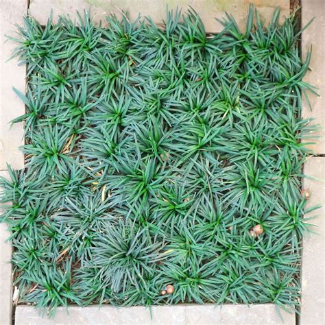Dwarf Mondo Grass