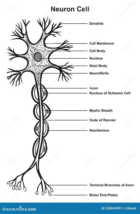 Neuron Cell Infographic Diagram Stock Vector Illustration Of