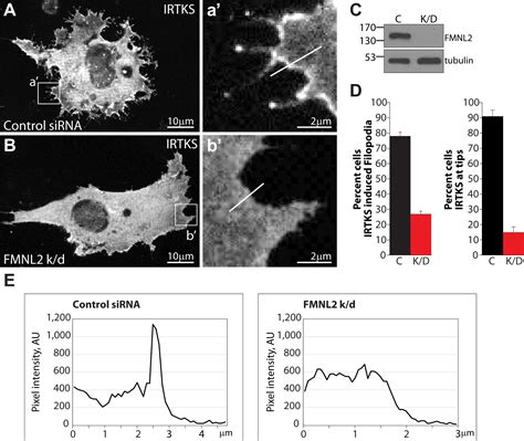 Cooperative Assembly Of Filopodia By The Formin Fmnl And I Bar Domain