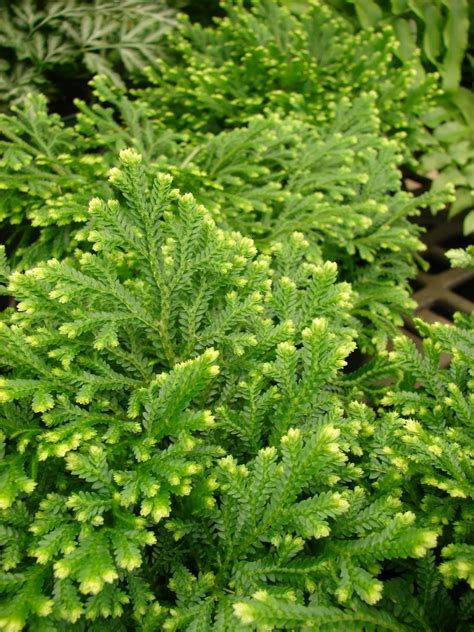 How to Care For Selaginella? - Garden Lively