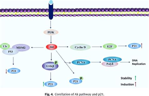 Figure 3 From Multiple Functions Of P21 In Cell Cycle Apoptosis And