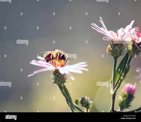 Bee Pollinating Pink Flowers Stock Photo Alamy