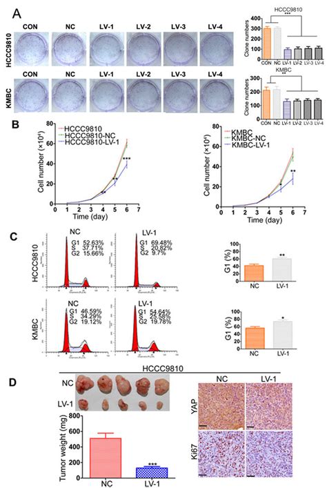 Yap Knockdown Inhibits Cca Tumor Growth Both In Vitro And In Vivo A