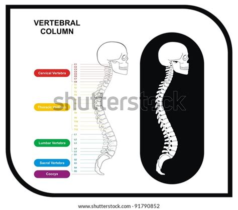 Vector Vertebral Column Spine Diagram Including Stock Vector Royalty