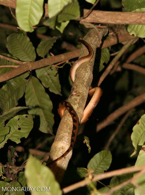 Common Cat Eyed Snake Leptodeira Annulata Climbing Tree Tambopata