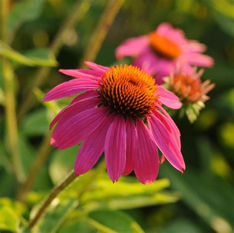 Pow Wow Wildberry Coneflower Van Wilgen S Garden Center