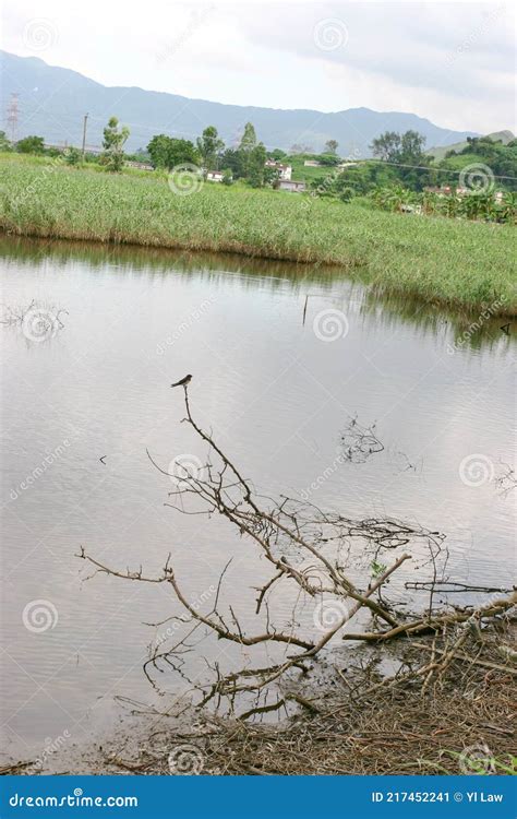 A Roots Of Trees In The Water Reflection Of Tree Branches Stock