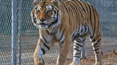 Popcorn Park Zoo: A Great Place To Learn About Animals | Popcorn Carnival