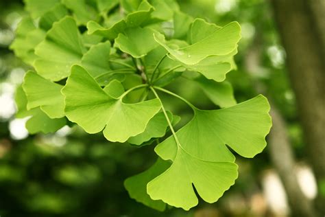 Ginkgo Biloba L