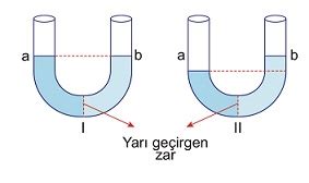 B L M Koligatif Zellikler Tyt Ayt Kimya